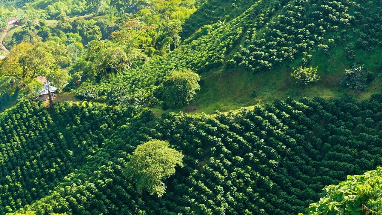 Vista del bosque verde desde arriba