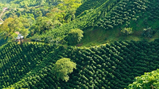 Vista del bosque verde desde arriba